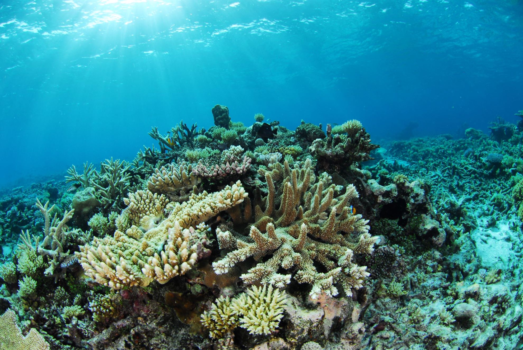 World academies call for protection of marine environments